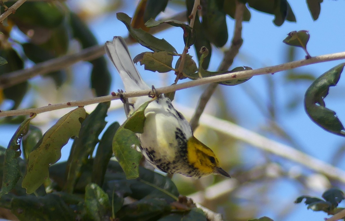 Black-throated Green Warbler - L.E. Quinlan