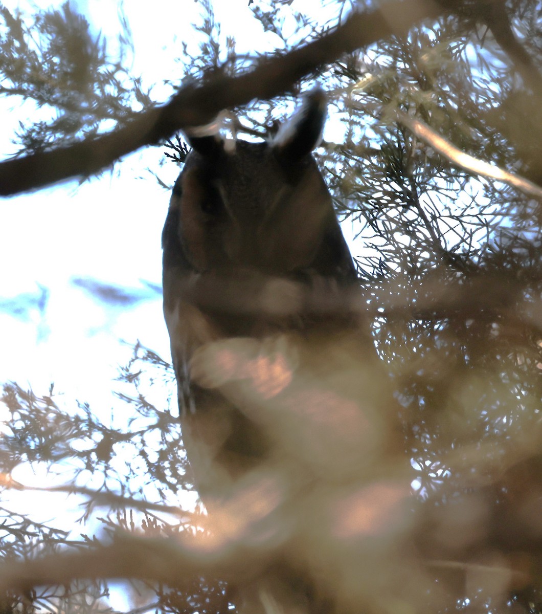 Kulaklı Orman Baykuşu (wilsonianus/tuftsi) - ML615275630