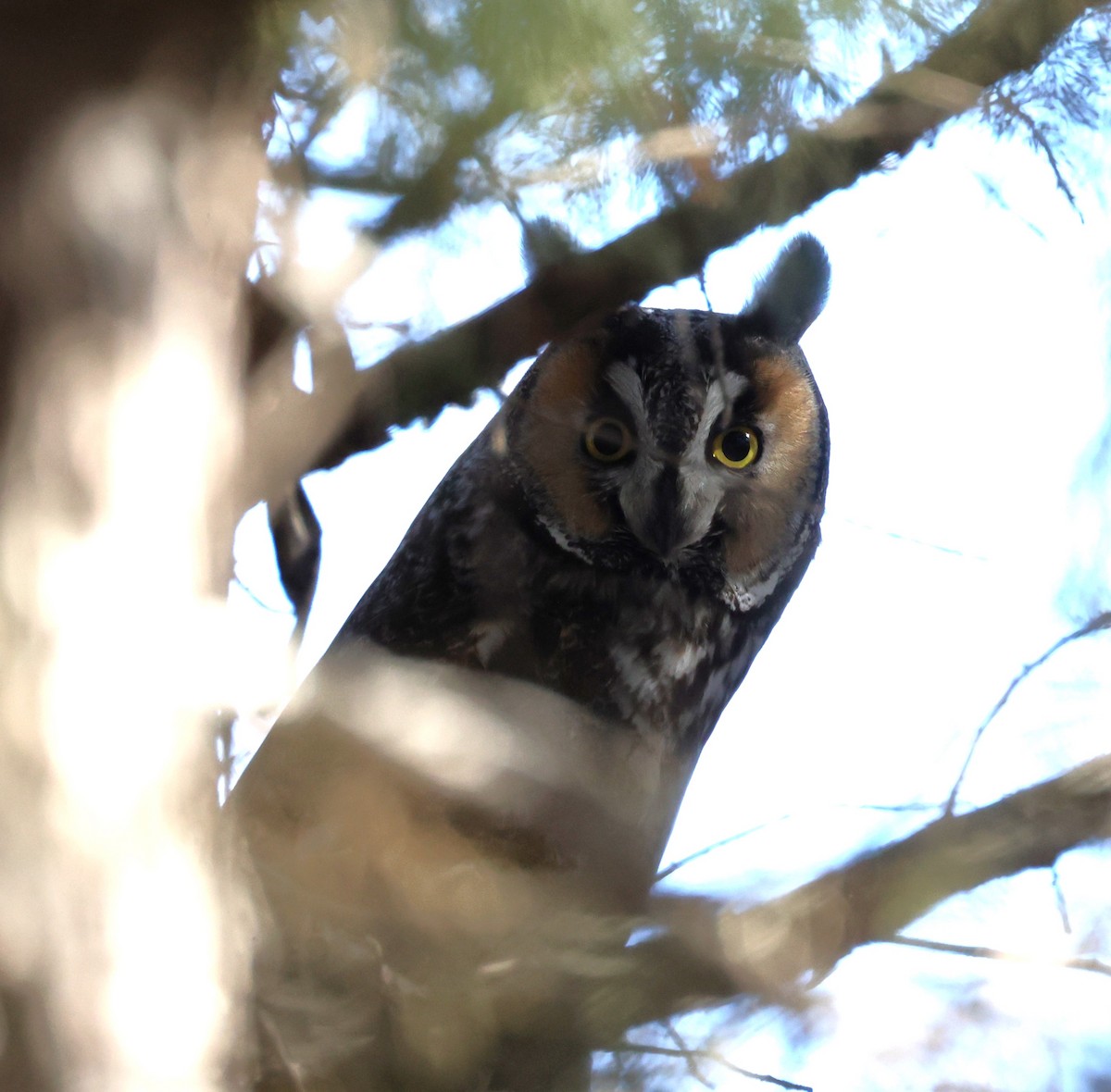 Long-eared Owl (American) - ML615275631