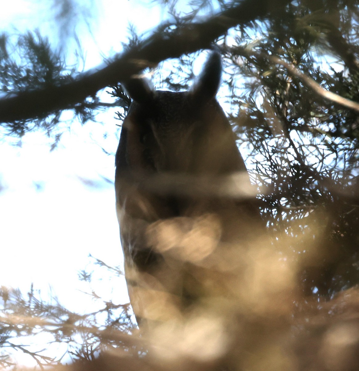 Long-eared Owl (American) - ML615275632