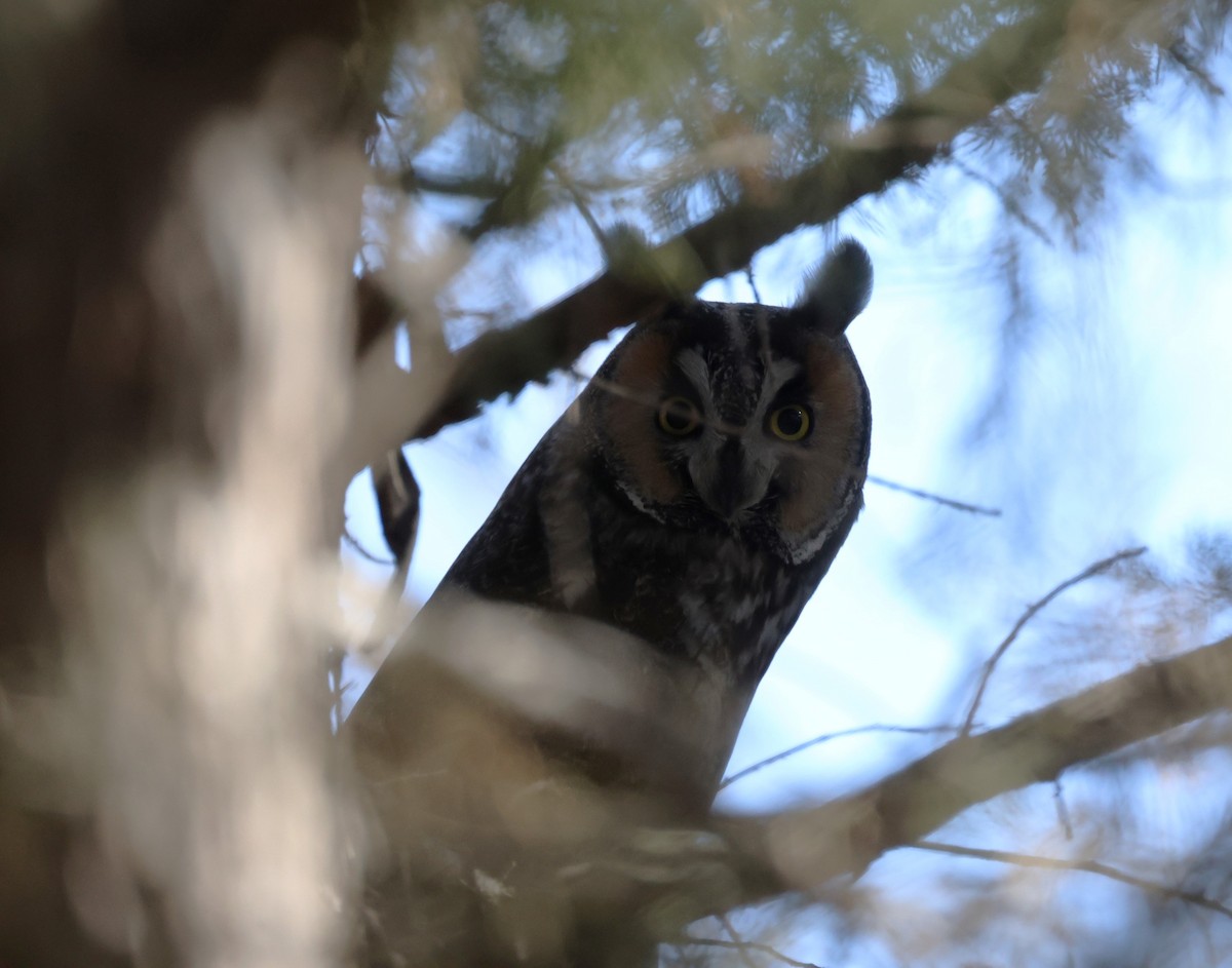 Kulaklı Orman Baykuşu (wilsonianus/tuftsi) - ML615275633