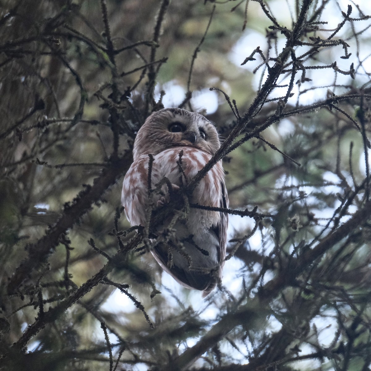 Northern Saw-whet Owl - Suzanne Tuberdyke