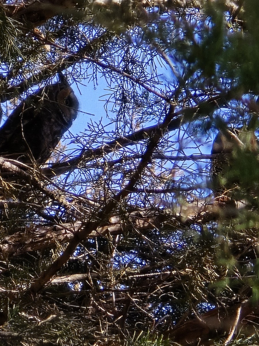 Long-eared Owl (American) - ML615275784