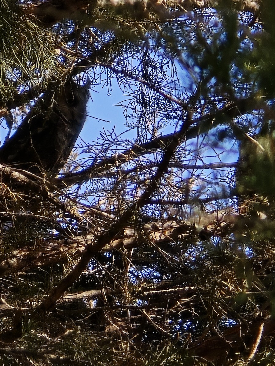 Long-eared Owl (American) - ML615275786