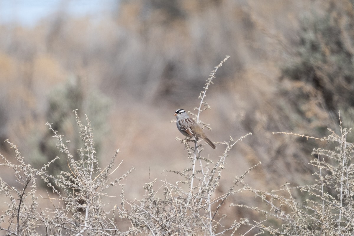 White-crowned Sparrow (oriantha) - ML615275793