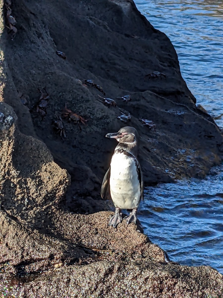 Галапагосский пингвин - ML615275868