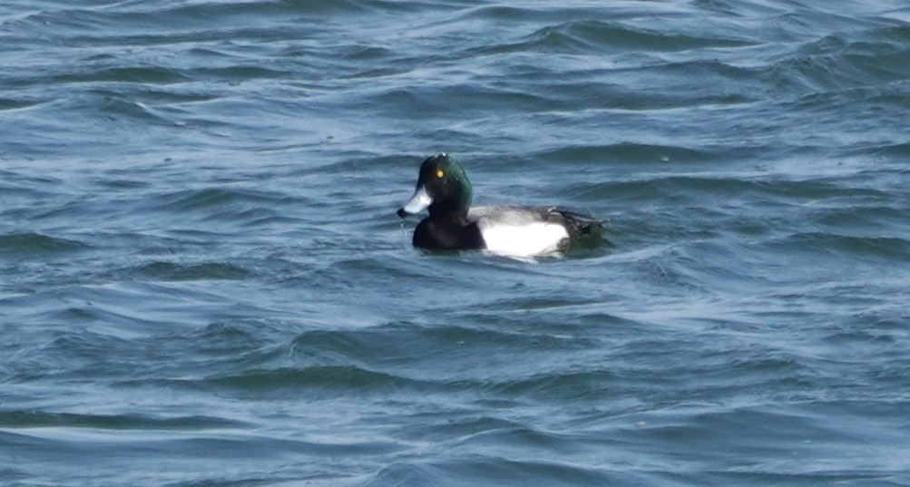Greater Scaup - ML615275884