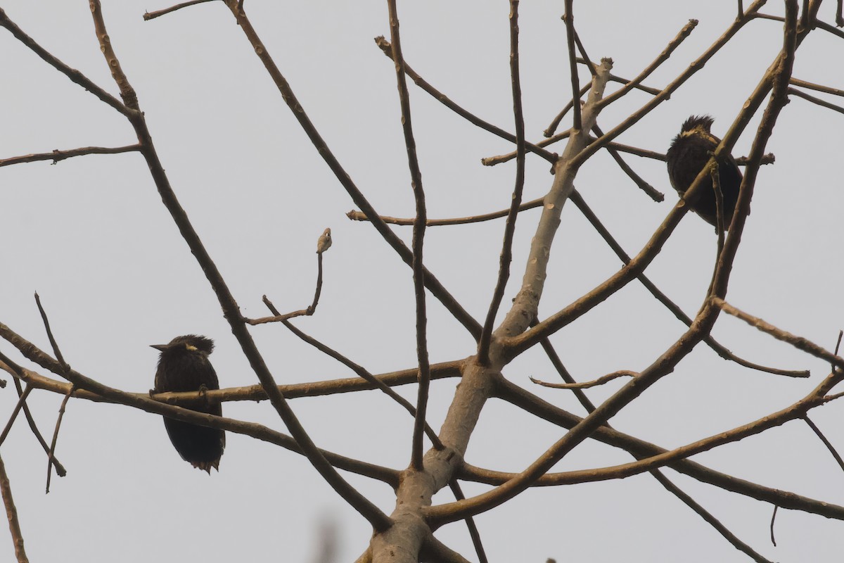 Black-and-buff Woodpecker - ML615276166