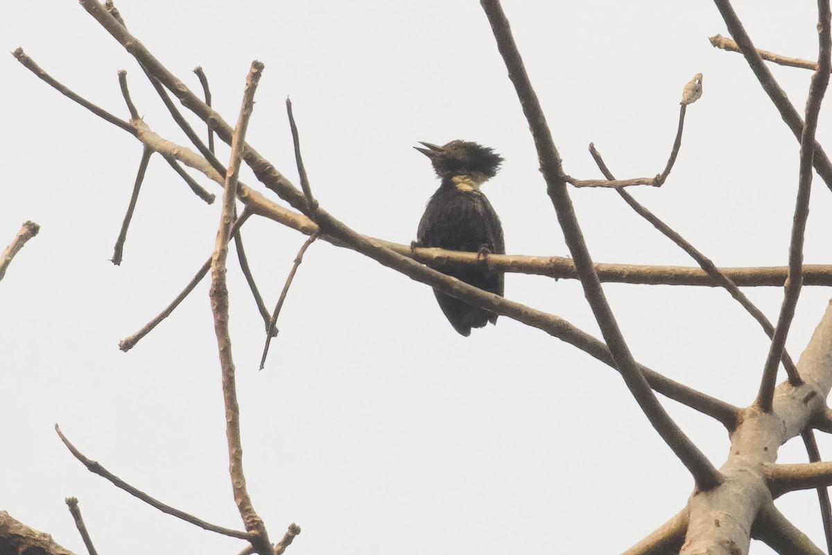 Black-and-buff Woodpecker - ML615276167