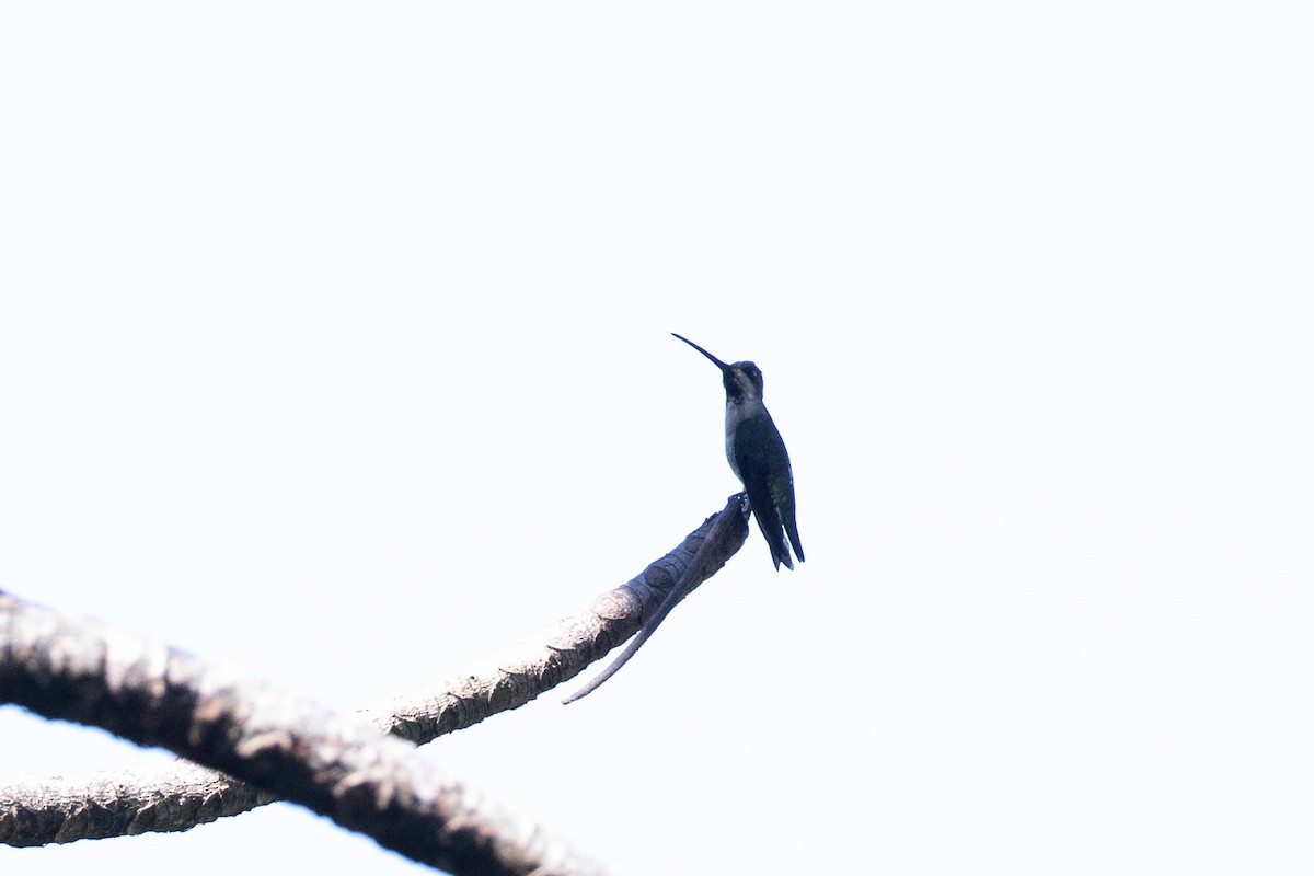 kolibřík hvězdohrdlý - ML615276326