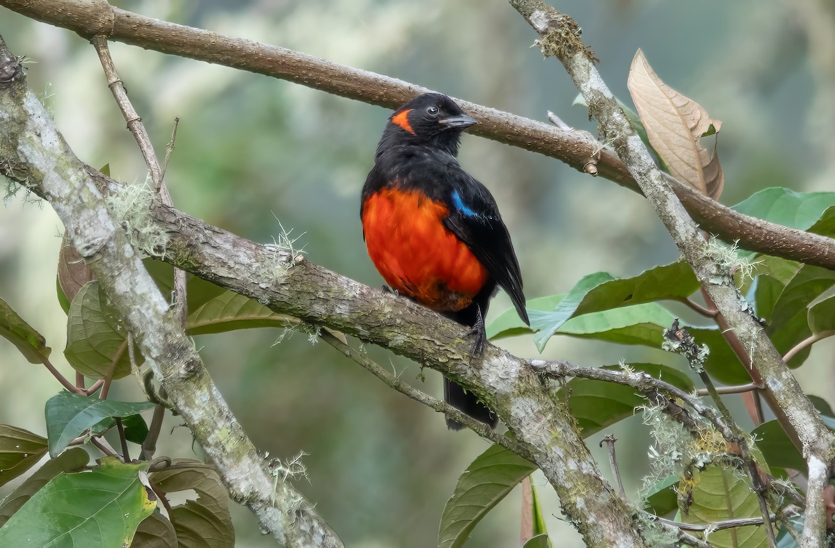 Scarlet-bellied Mountain Tanager (Scarlet-bellied) - Gale VerHague
