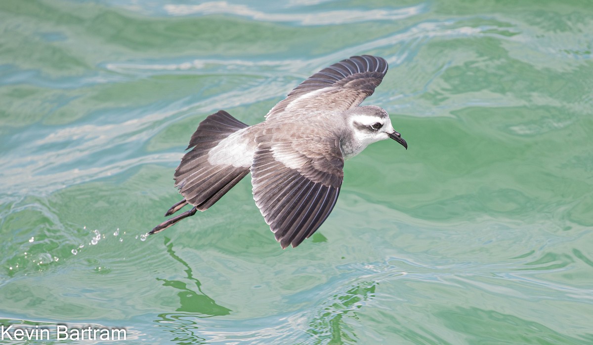 White-faced Storm-Petrel - ML615276547