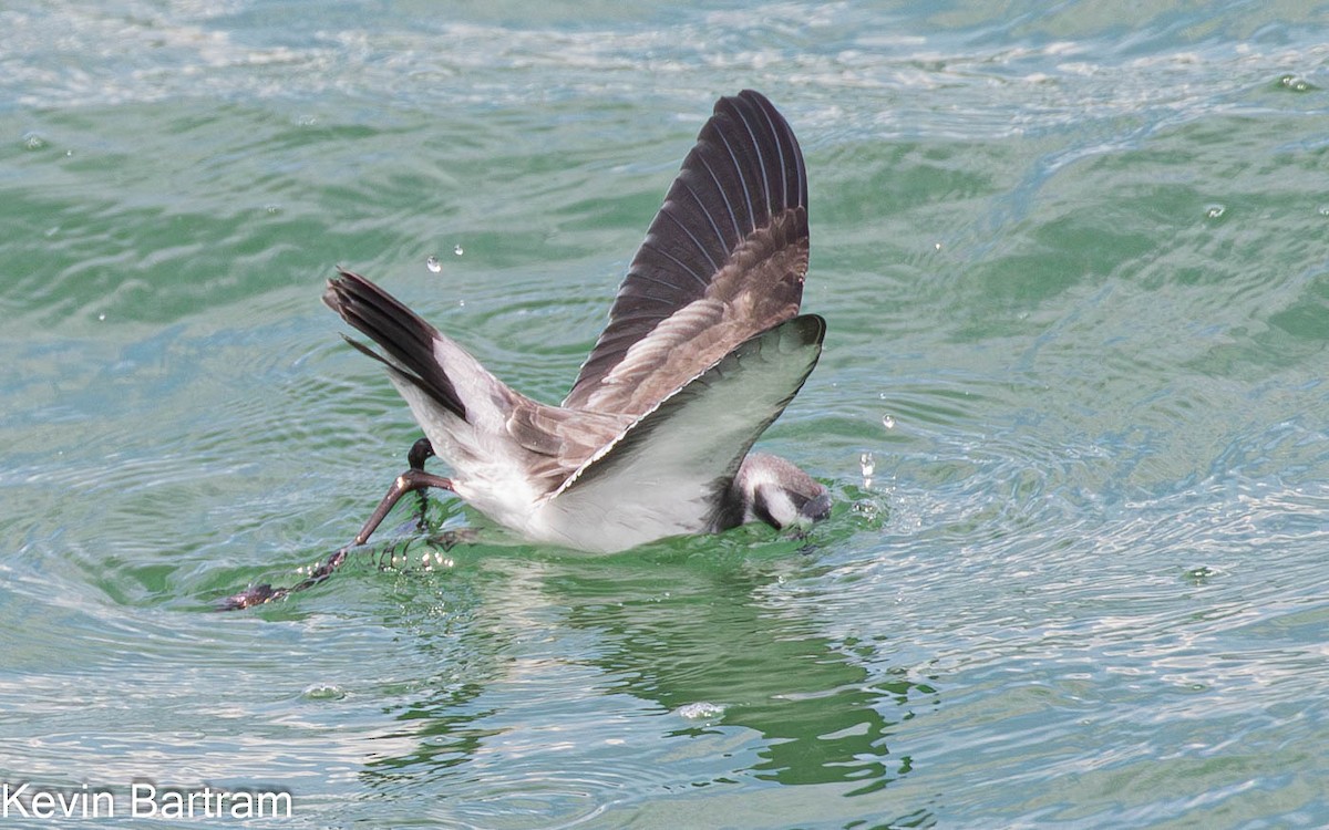 White-faced Storm-Petrel - ML615276549