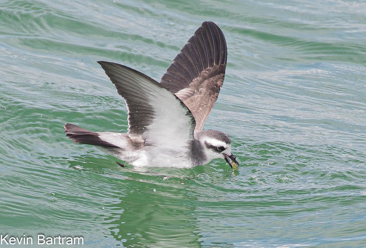 White-faced Storm-Petrel - ML615276550