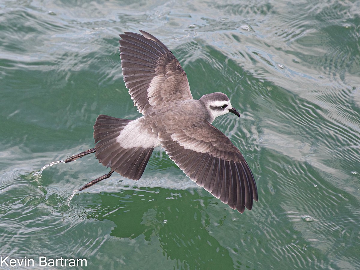 White-faced Storm-Petrel - ML615276552