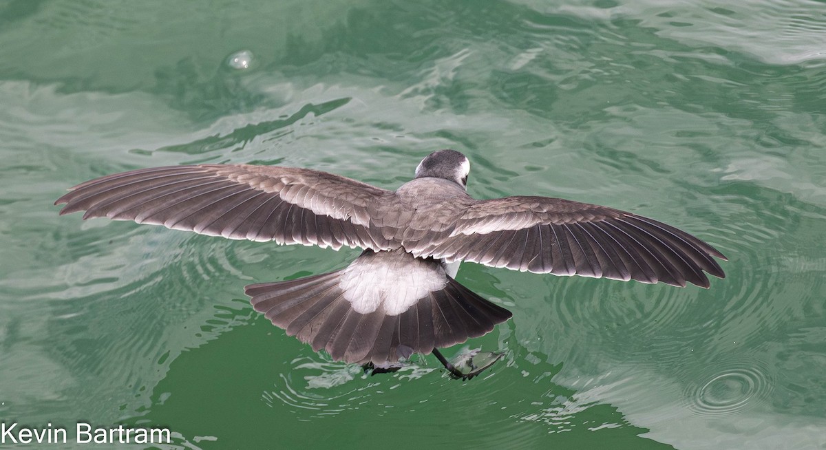 White-faced Storm-Petrel - ML615276553