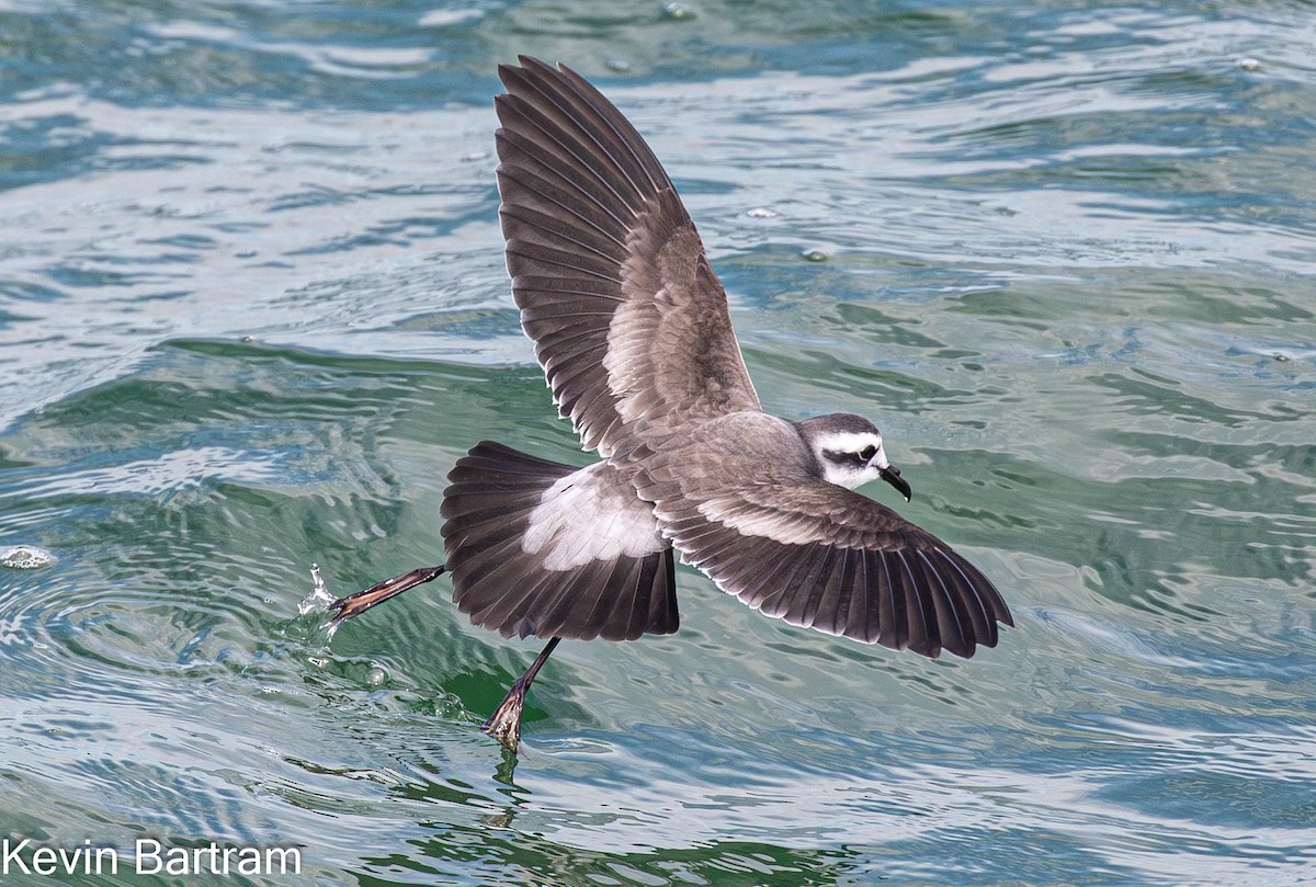 White-faced Storm-Petrel - ML615276554
