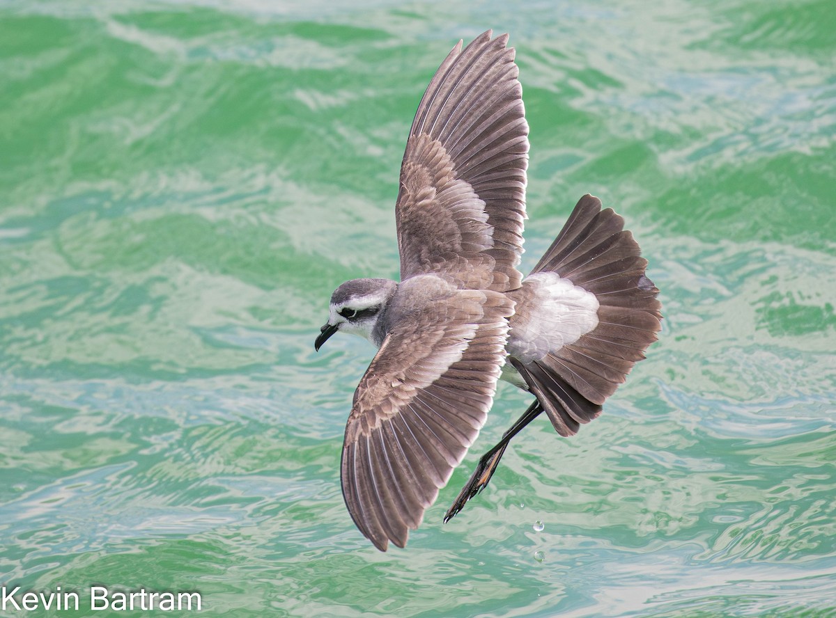White-faced Storm-Petrel - ML615276555