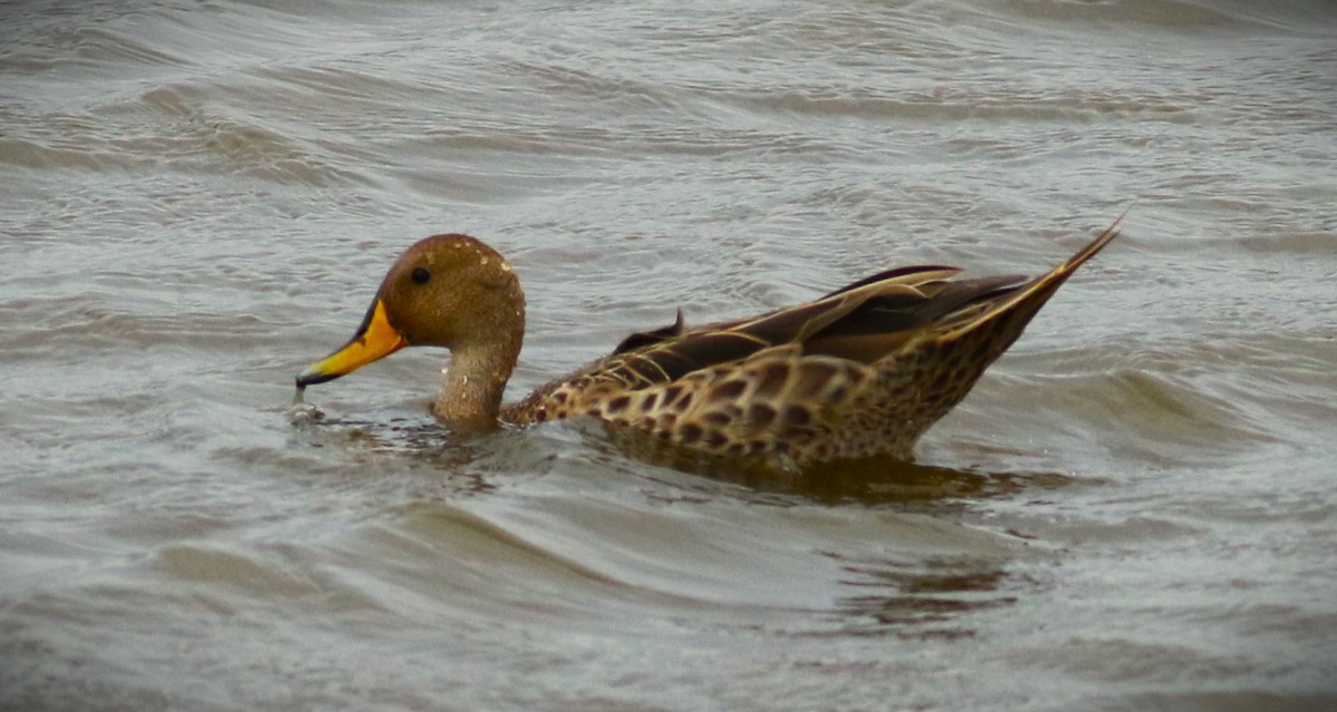 Yellow-billed Pintail (South American) - ML615276696