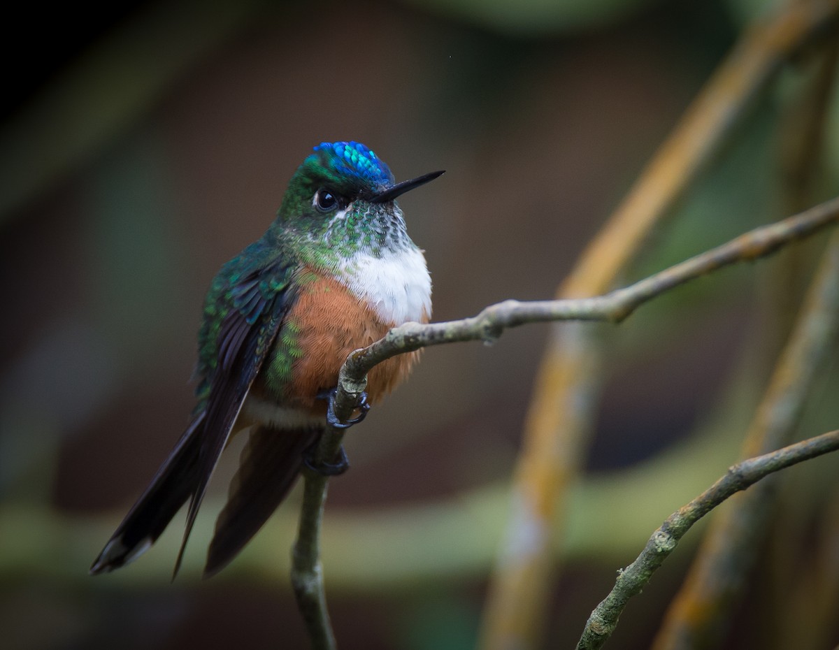 Violet-tailed Sylph - ML615276743