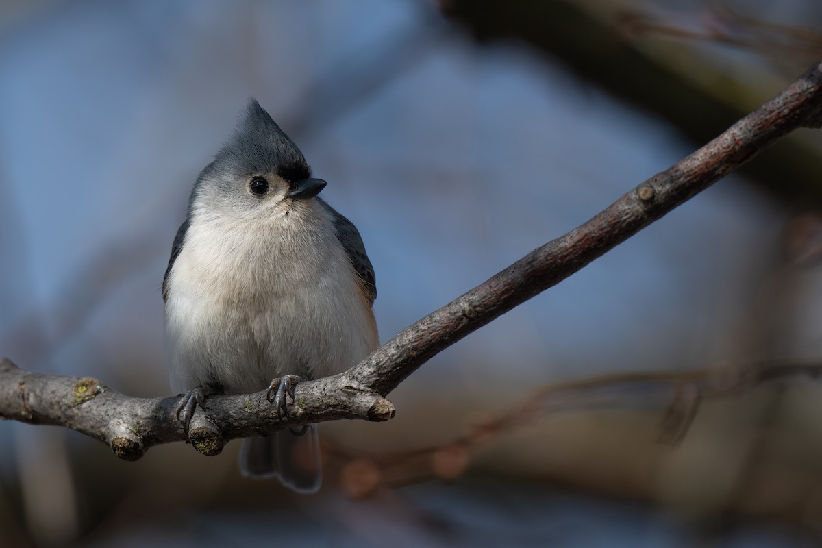 Tufted Titmouse - Ian Campbell