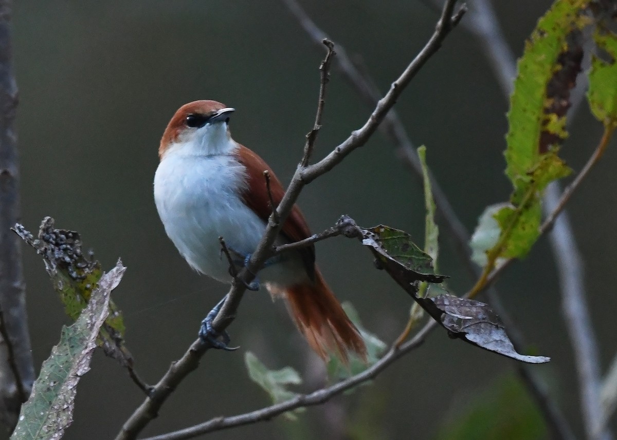 Red-and-white Spinetail - ML615276780