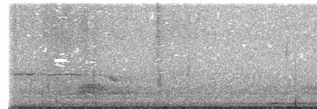 白斑紫嘯鶇 - ML615276814