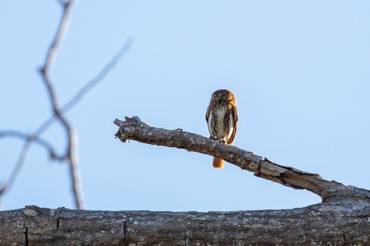Ferruginous Pygmy-Owl (Ferruginous) - Caleb Strand
