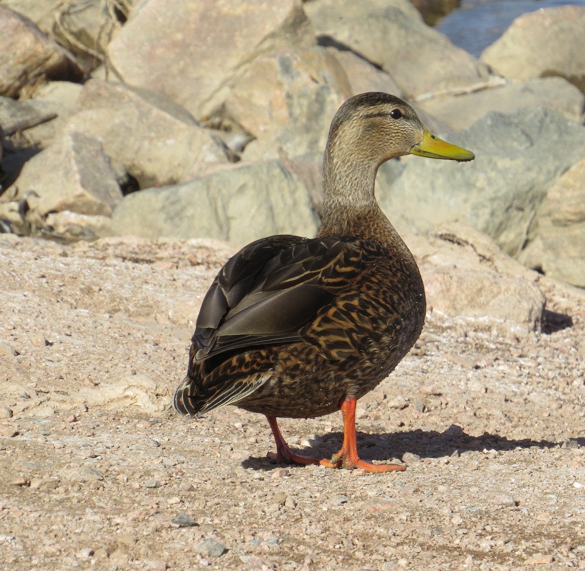 Mexican Duck - ML615277106