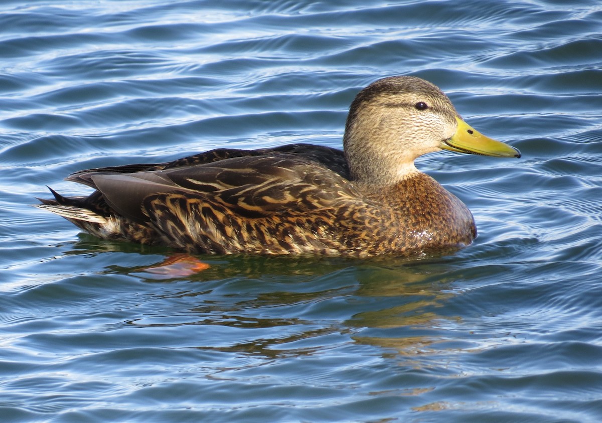 Mexican Duck - ML615277108