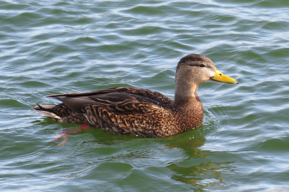 Mexican Duck - ML615277109