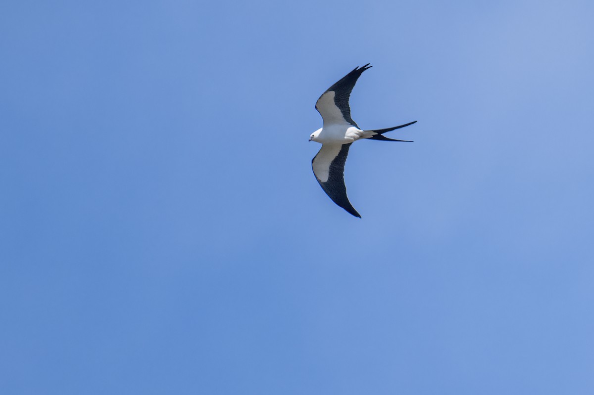 Swallow-tailed Kite - ML615277116