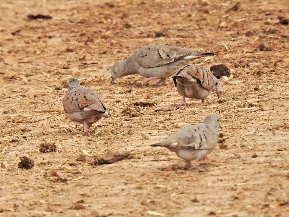 Ruddy Ground Dove - ML615277194