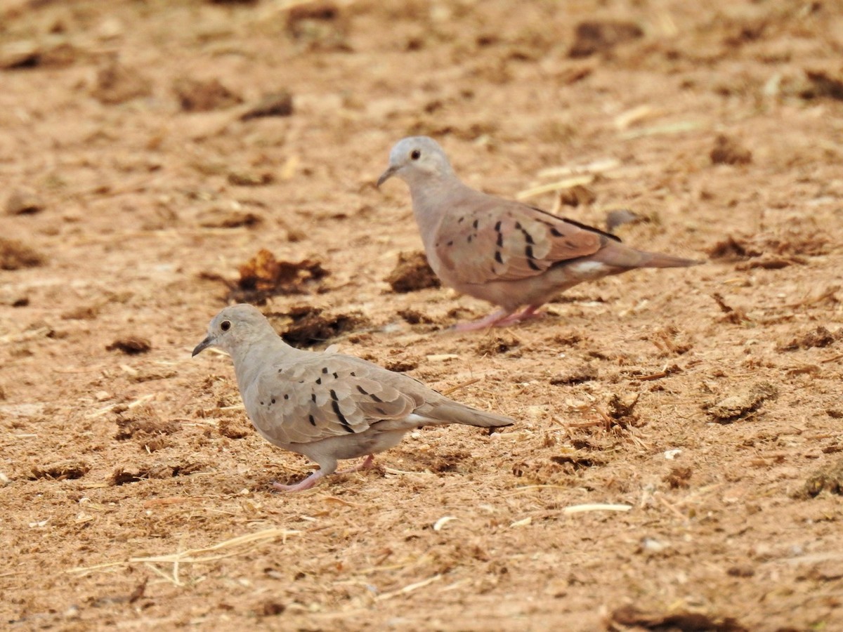Ruddy Ground Dove - ML615277202