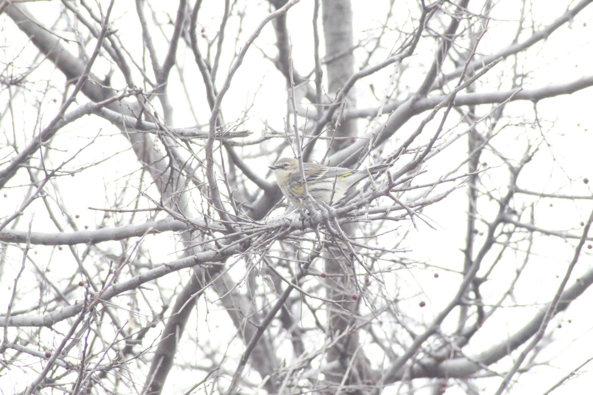 Yellow-rumped Warbler - ML615277325
