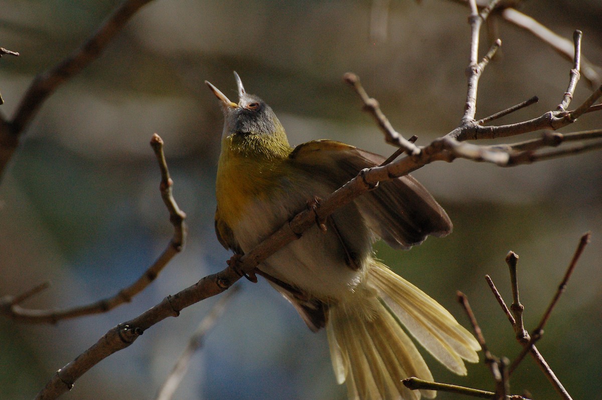 Yellow-breasted Apalis - ML615277425