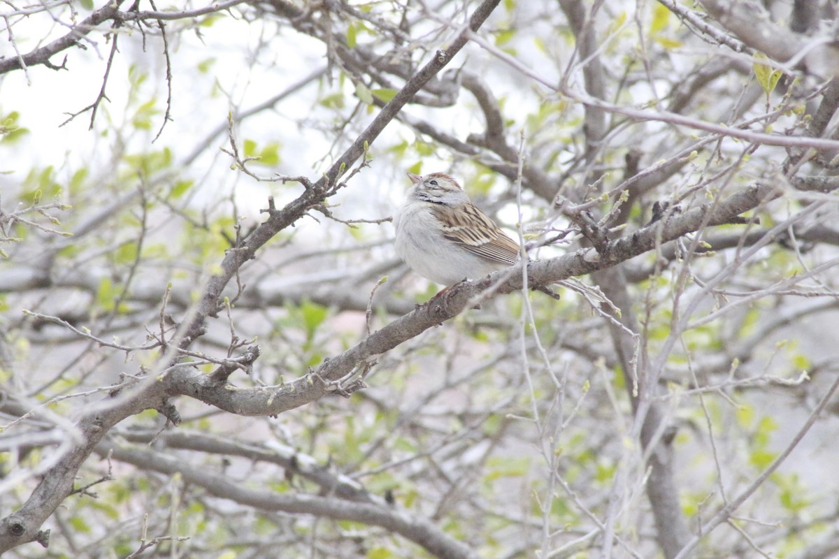 Chipping Sparrow - ML615277482