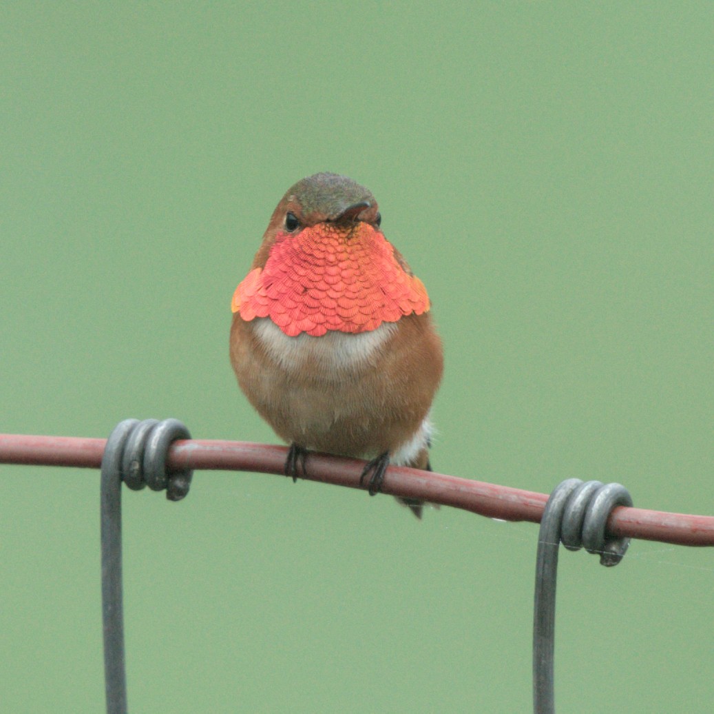 Allen's Hummingbird - David Lumpkin