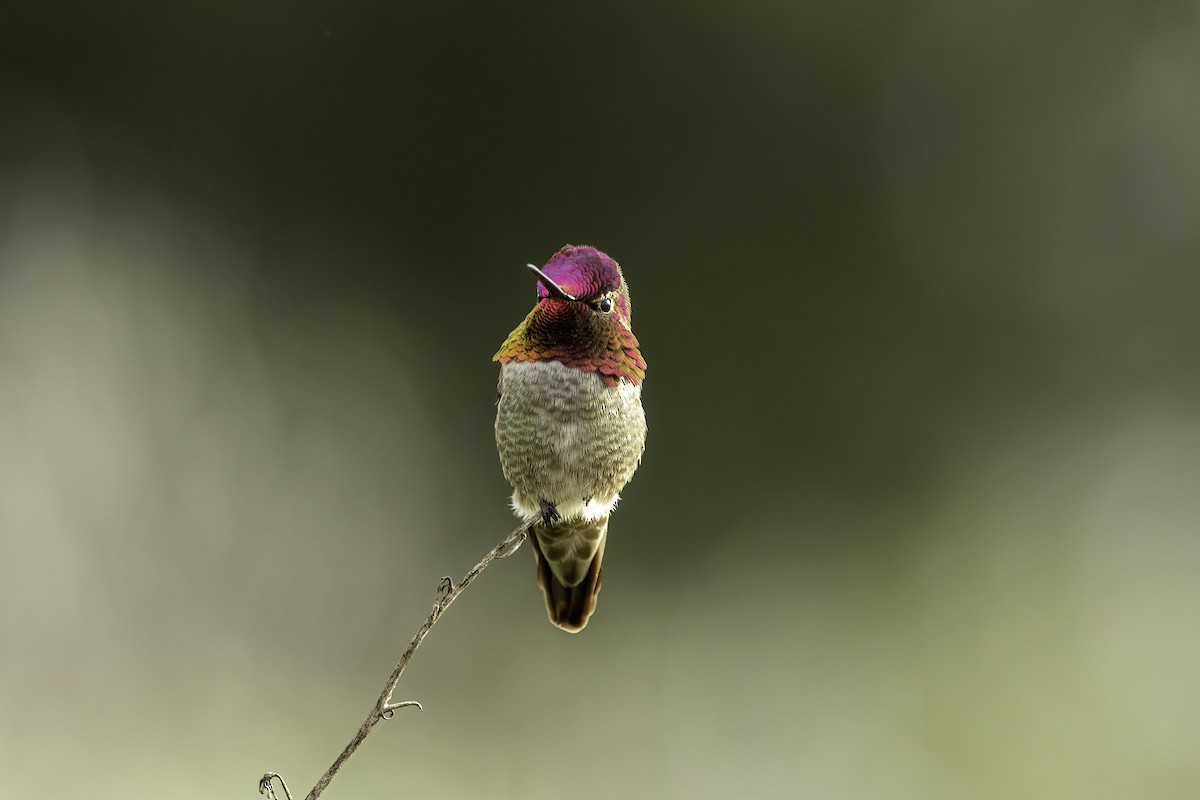 Anna's Hummingbird - ML615277638