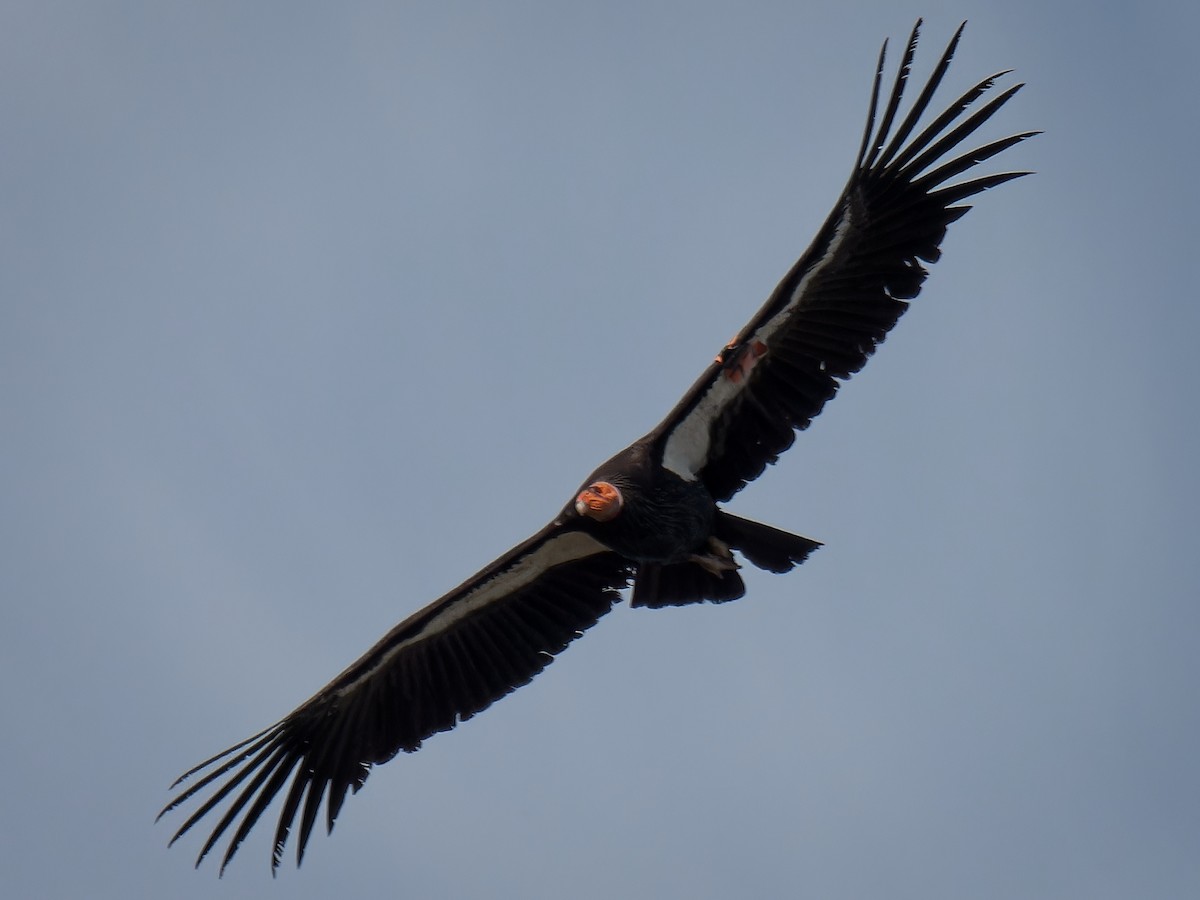 California Condor - ML615277711