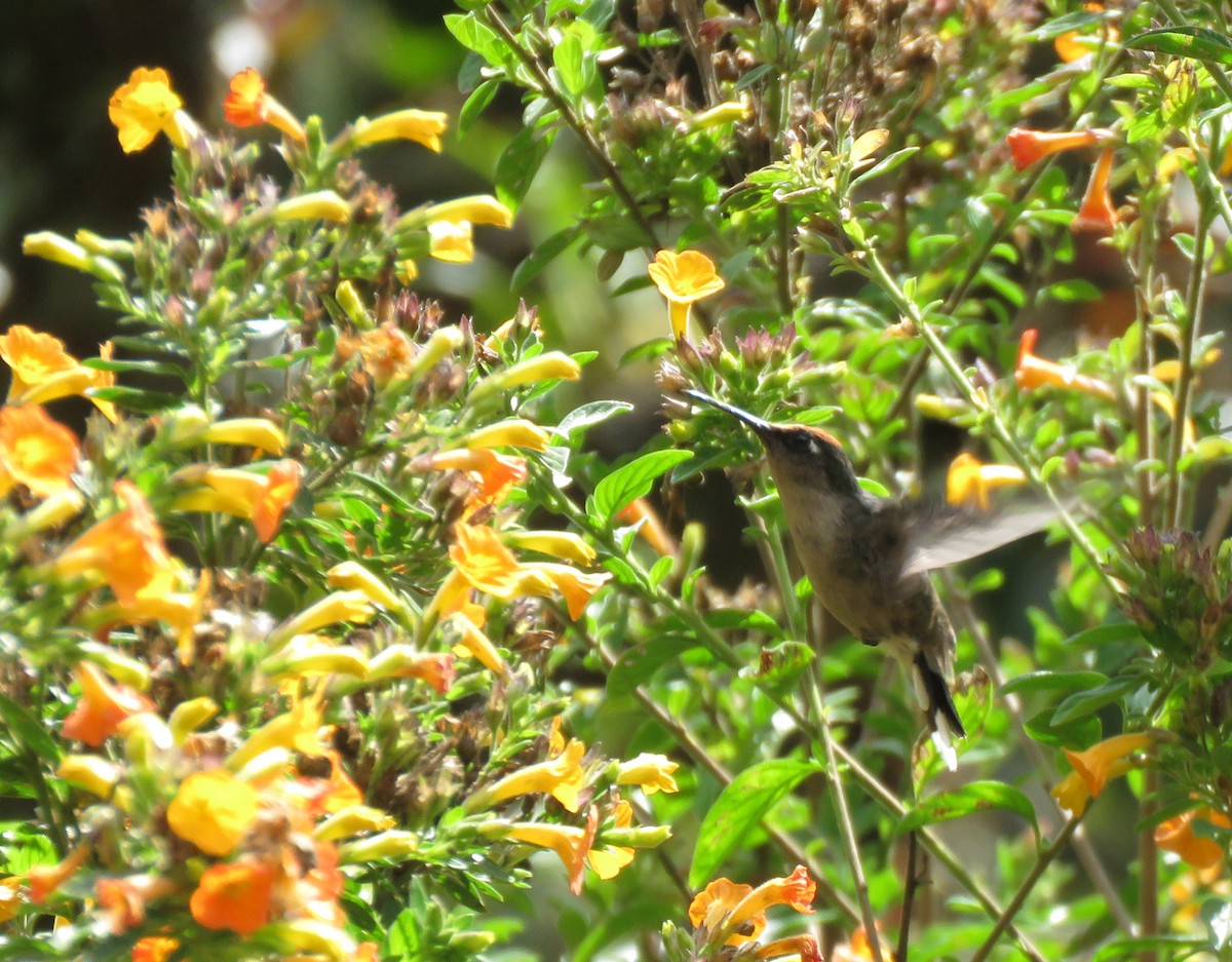 kolibřík čepičatý - ML615277729
