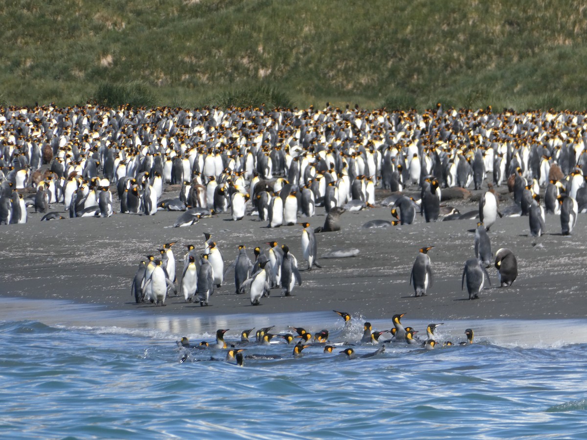 King Penguin - Steph Foraker