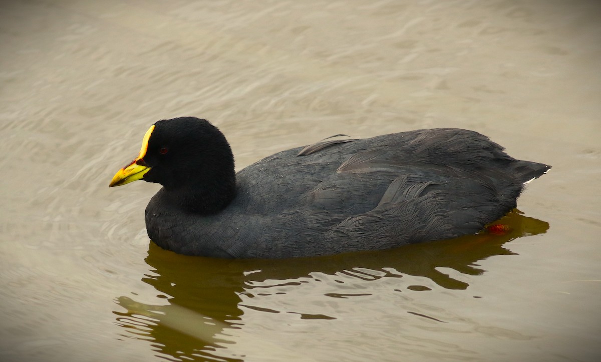 Red-gartered Coot - ML615277893