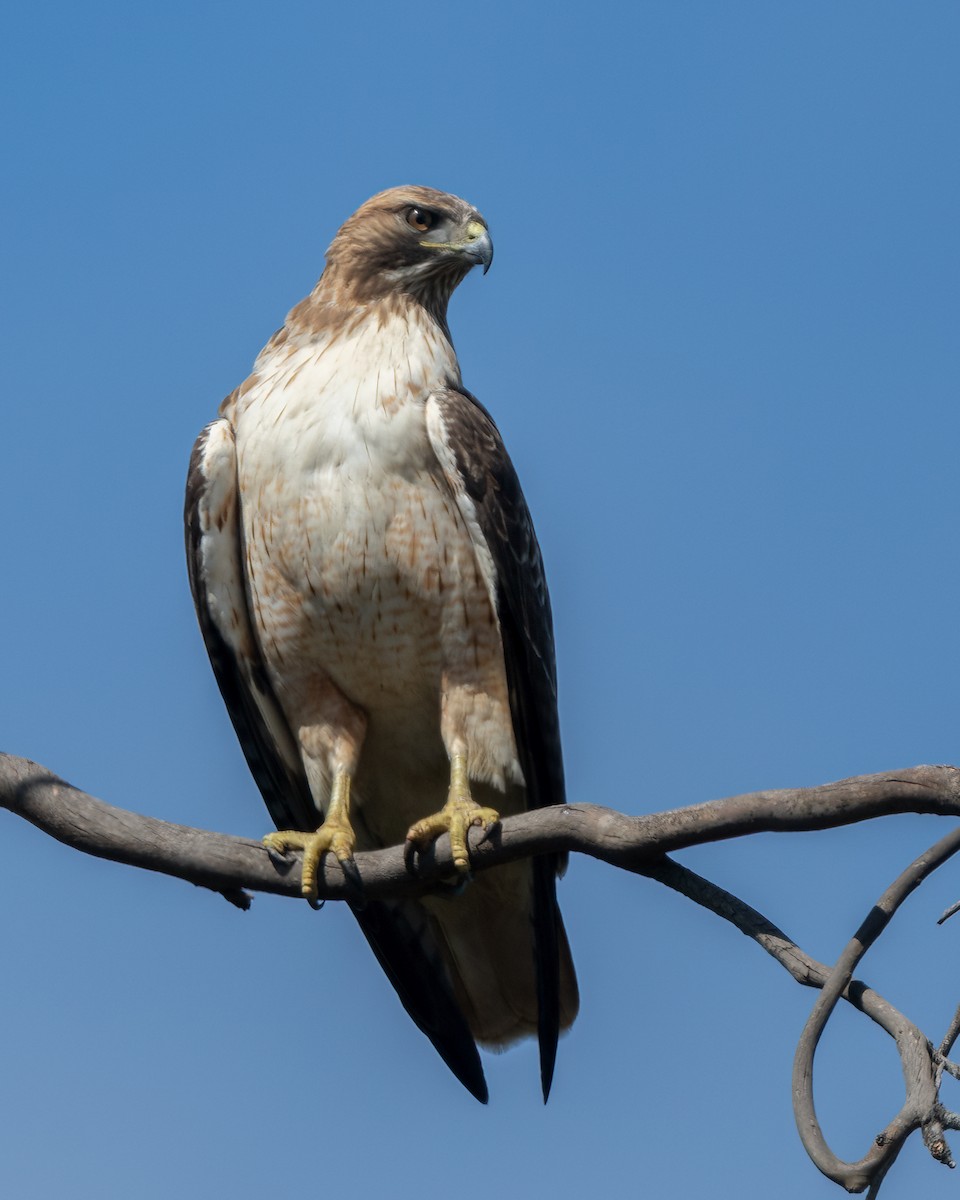 Red-tailed Hawk - ML615278164
