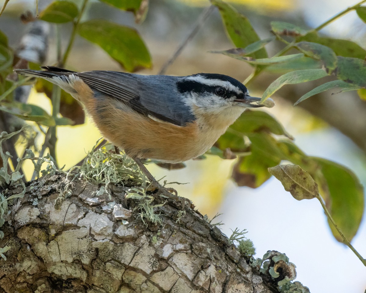 Red-breasted Nuthatch - ML615278174