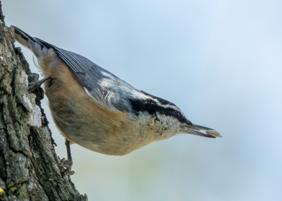 Red-breasted Nuthatch - Sue Cook