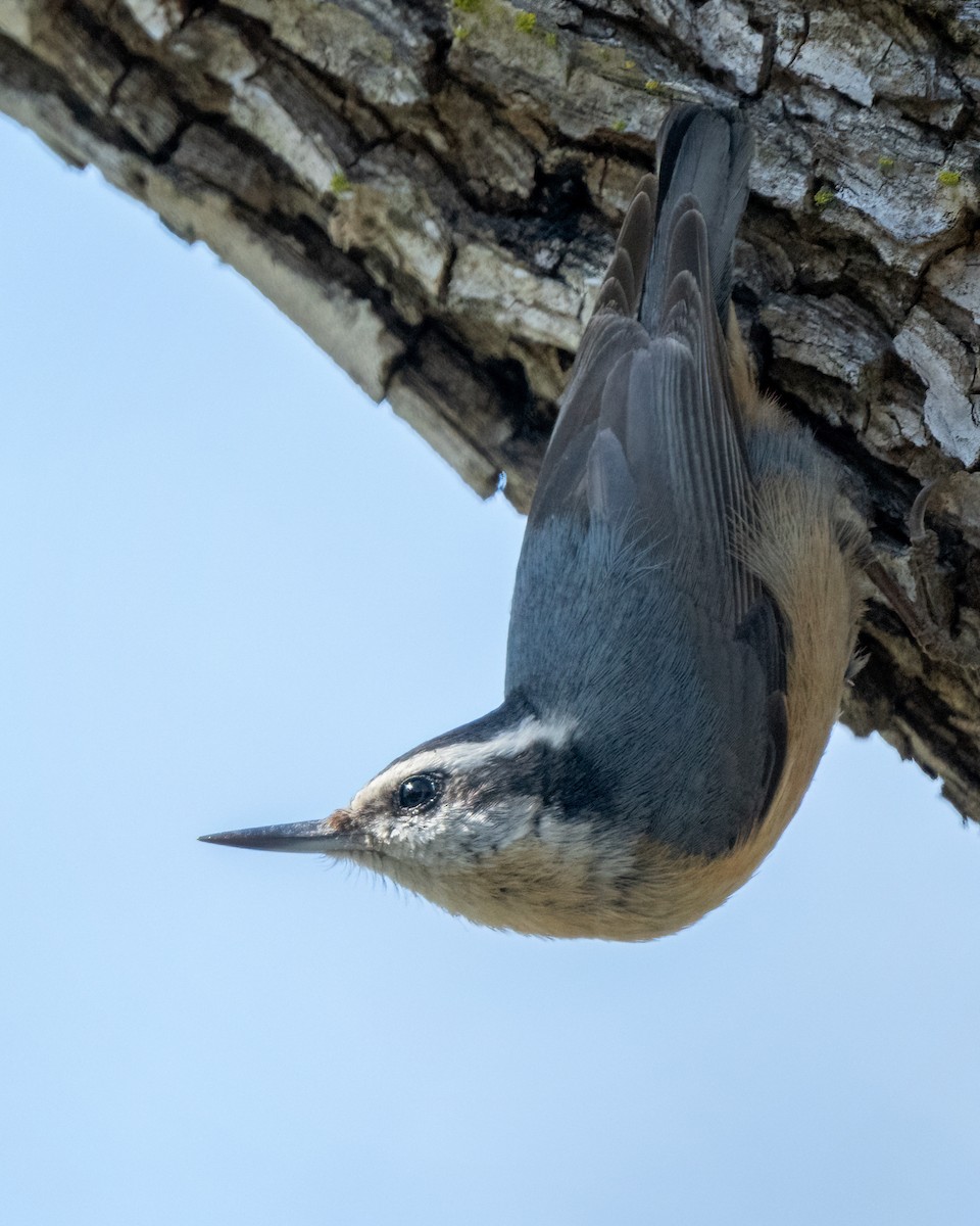 Red-breasted Nuthatch - ML615278176