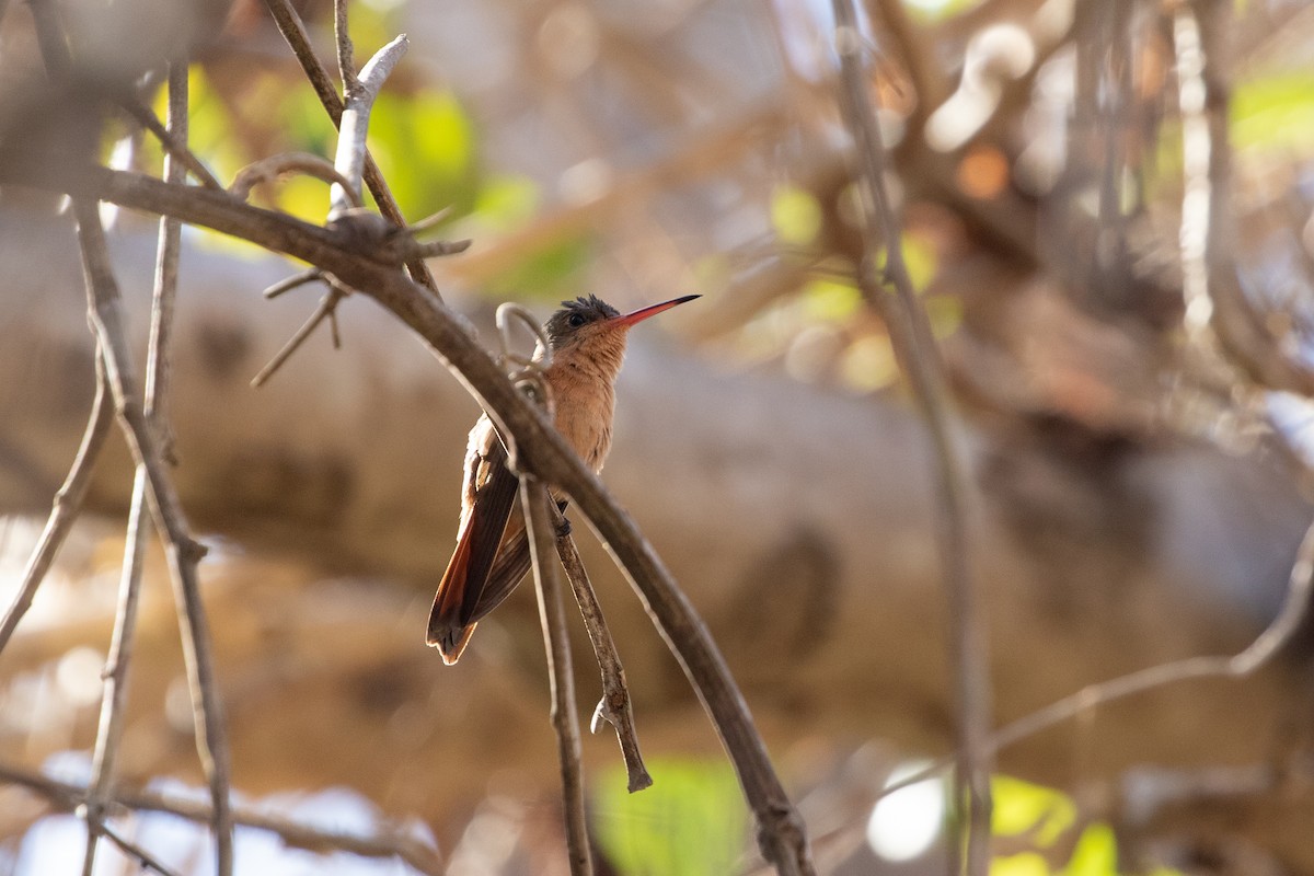 Cinnamon Hummingbird (Mainland) - Caleb Strand