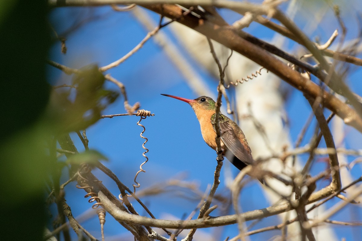 Cinnamon Hummingbird (Mainland) - ML615278200