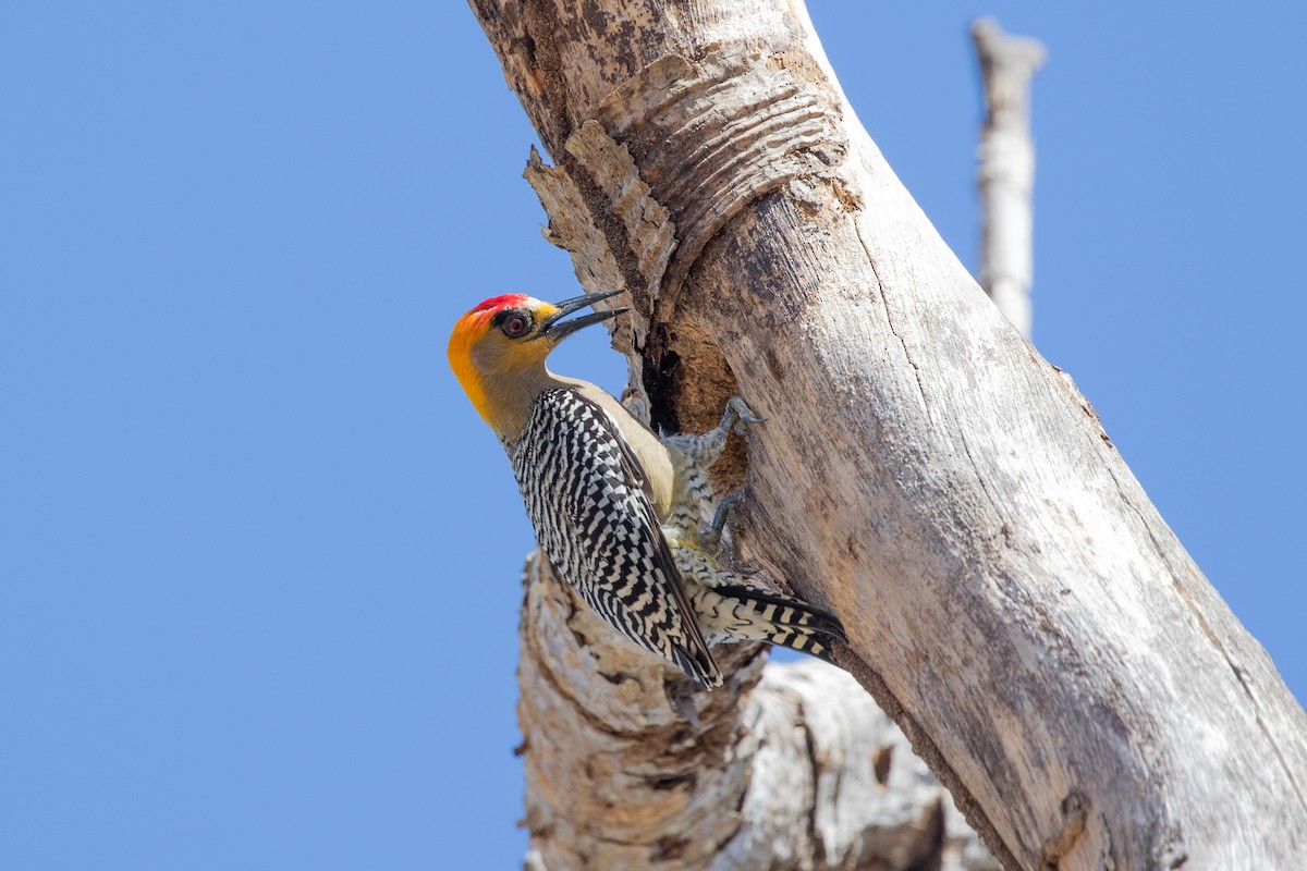 Golden-cheeked Woodpecker - ML615278221